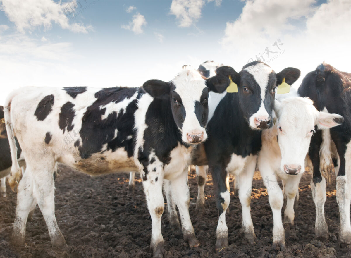 农村一群奶牛在农场里奶牛自然牲畜
