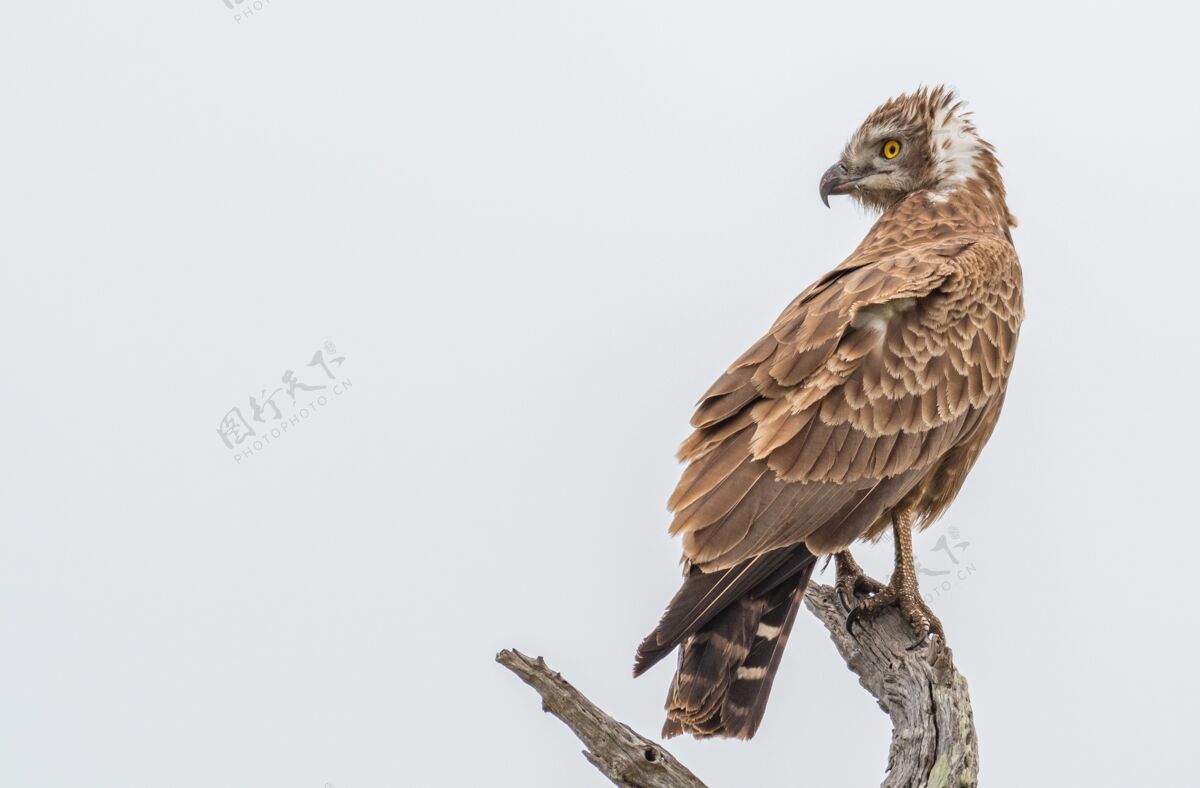 栖息地白昼 一只波杜因的蛇鹰站在木头上的特写镜头捕食者鸟类鹰