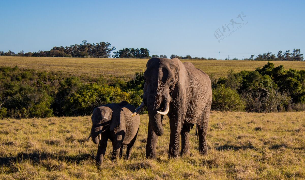 非洲一张美丽的母象和小象在田野里的照片动物公园领域