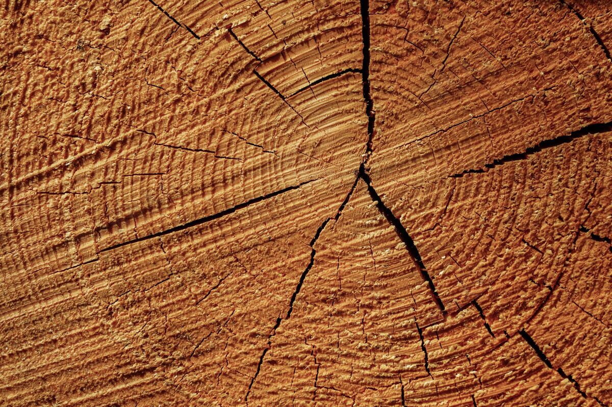 纹理特写镜头的生长年轮上削减树桩木柴树抽象