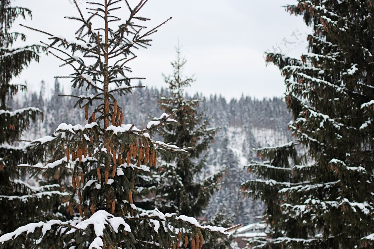 寒冷冬天森林里的树被雪覆盖了冷杉公园装饰