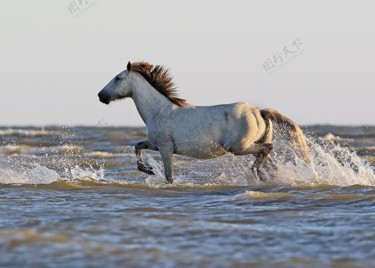 美丽一匹野生白马站在黑海岸边的沙滩上草地婴儿可爱