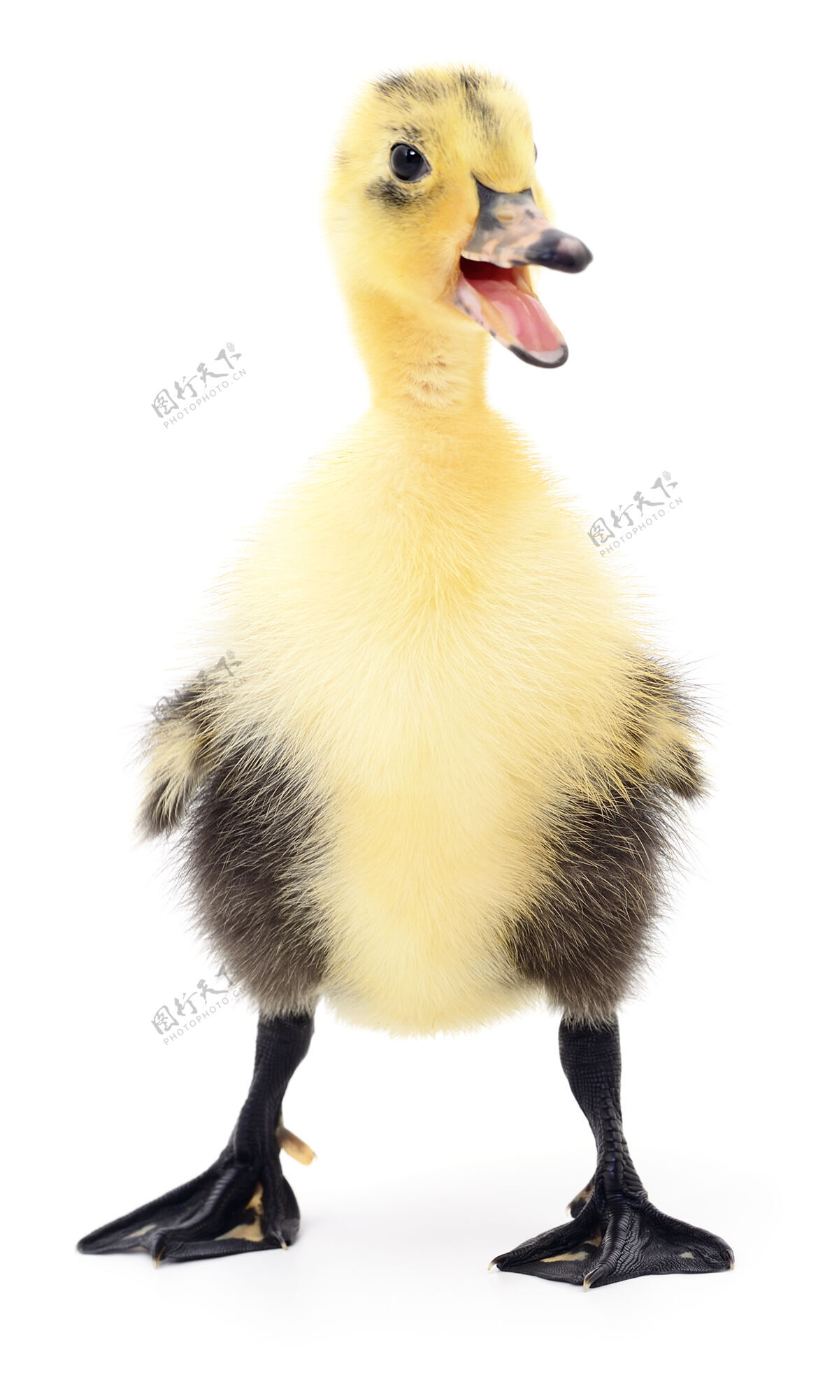 动物一只黄色的小鸭被隔离在白色的地板上小家养家禽