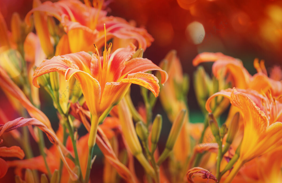 开花美丽花朵的特写镜头五颜六色细节植物学