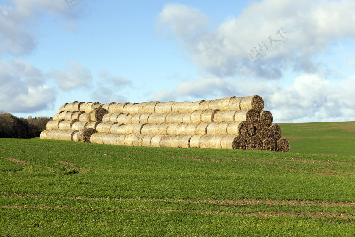 乡村麦片收割后堆在草堆里的稻草大谷类场景
