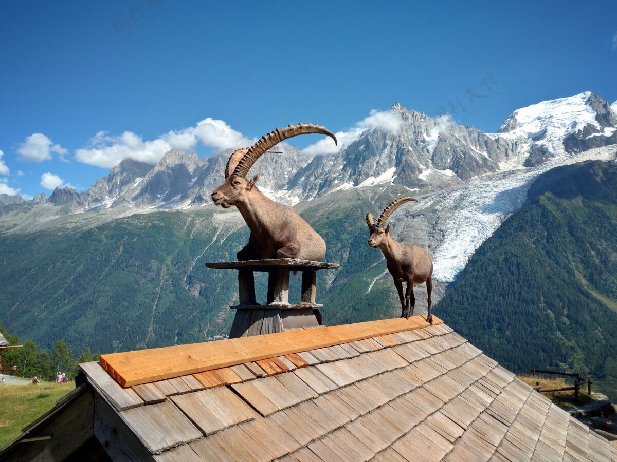 冰川山上的山羊在屋顶上对着山山谷冬天山峰