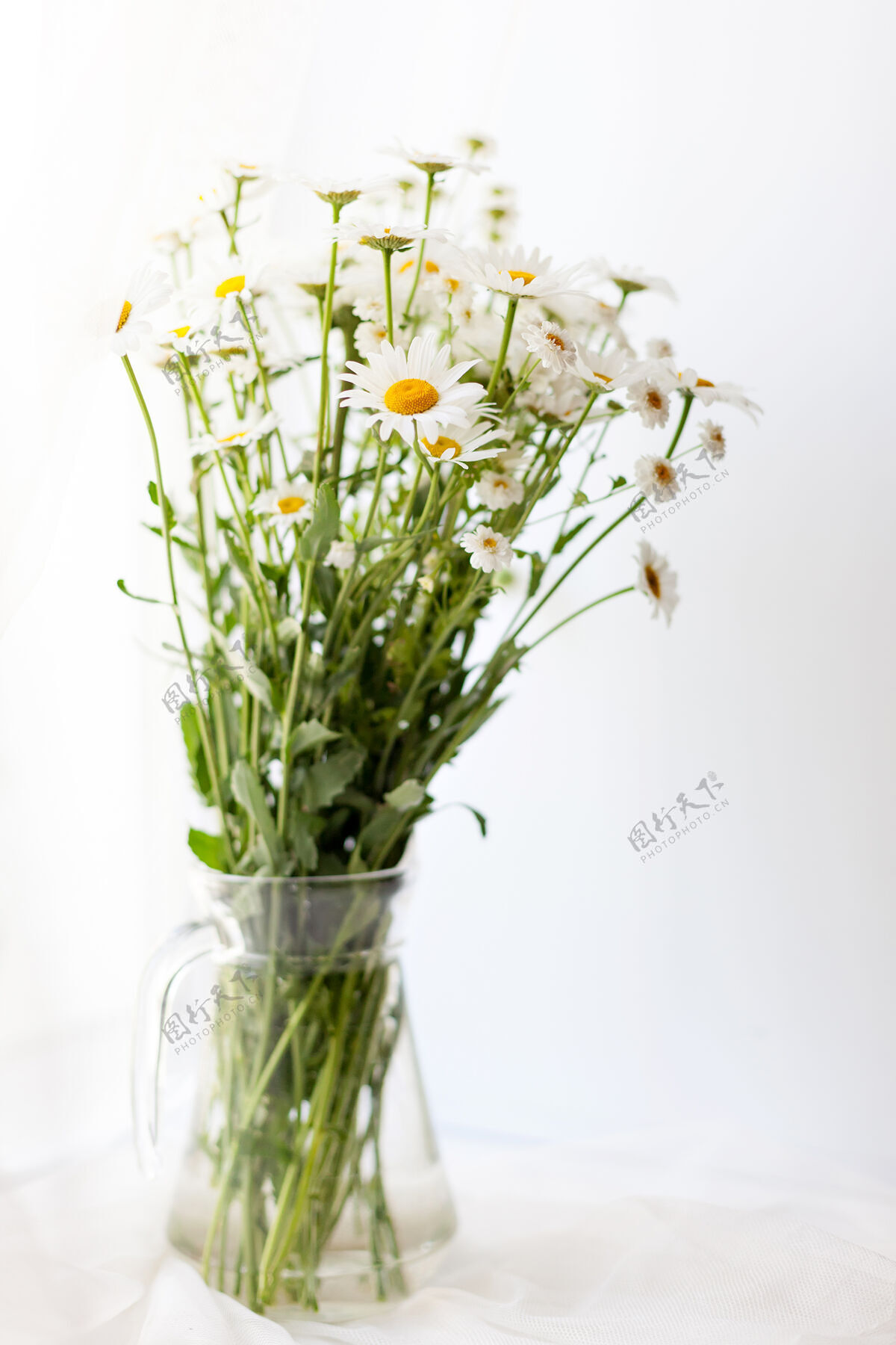 洋甘菊一束雏菊放在白墙上的透明花瓶里开花束花束