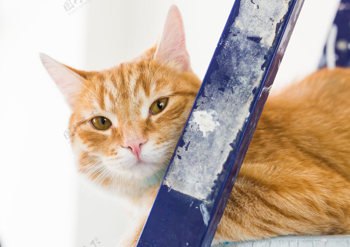 油漆修画墙壁猫坐在梯子上的滑稽画面修理滚轴设备