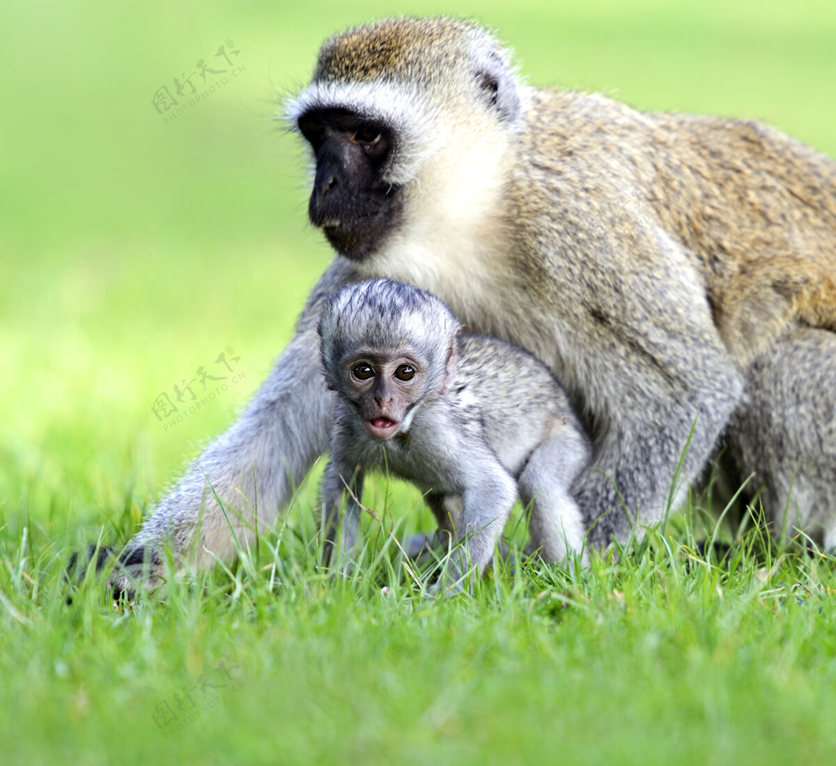 野生动物南非的一个自然保护区里有一只长尾猴哺乳动物灵长类动物群