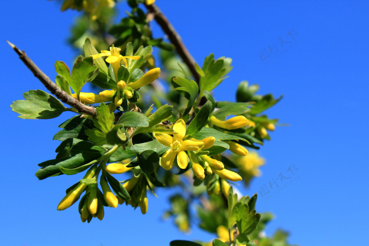 宏醋栗开着黄色的花在蓝色的背景上花瓣春天植物学
