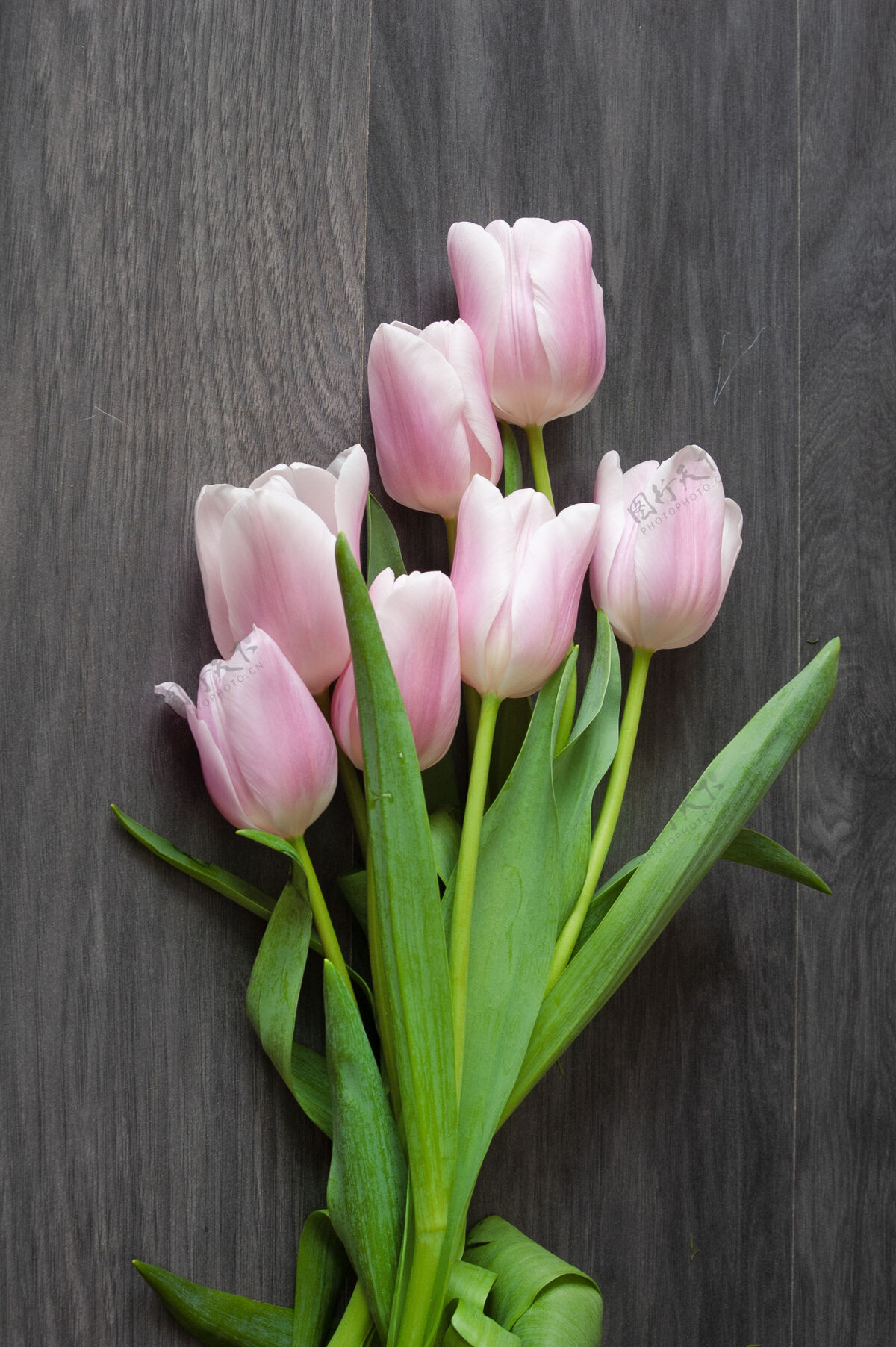 美丽美丽的郁金香花束在灰色背景上束新鲜春天