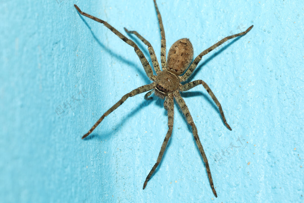 颜色特写头狼蜘蛛是蓝色水泥地板上的昆虫动物大澳大利亚蜘蛛