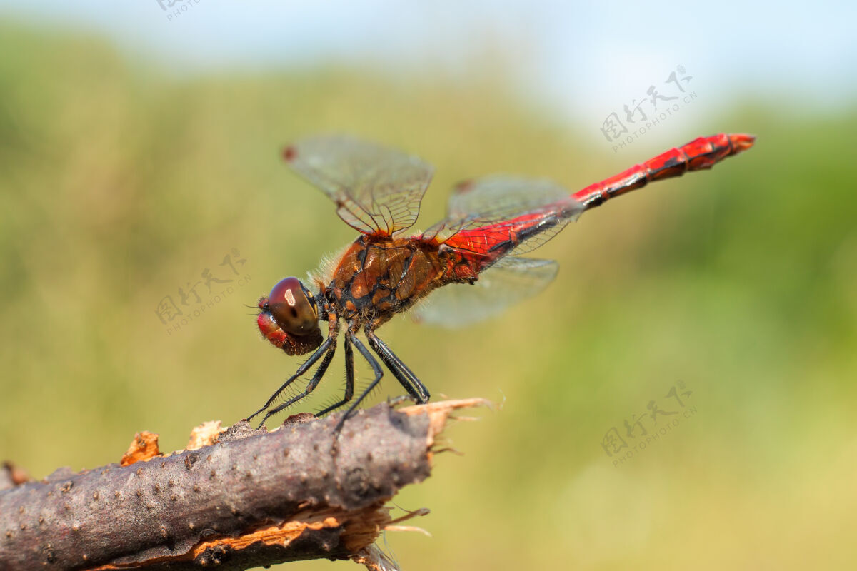 快红蜻蜓坐在分支.macro浅景深摄影猎人野生捕食者