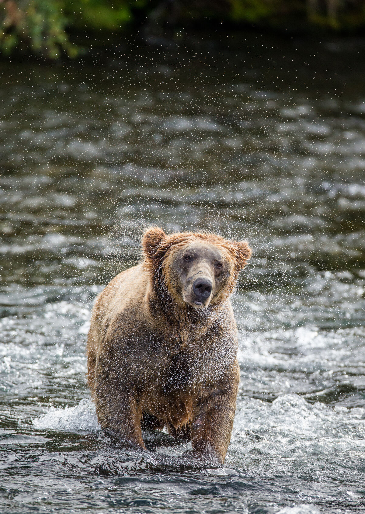 野生动物在美国阿拉斯加州卡迈国家公园 棕熊在被水花包围的水面上摇动布朗哺乳动物国家公园
