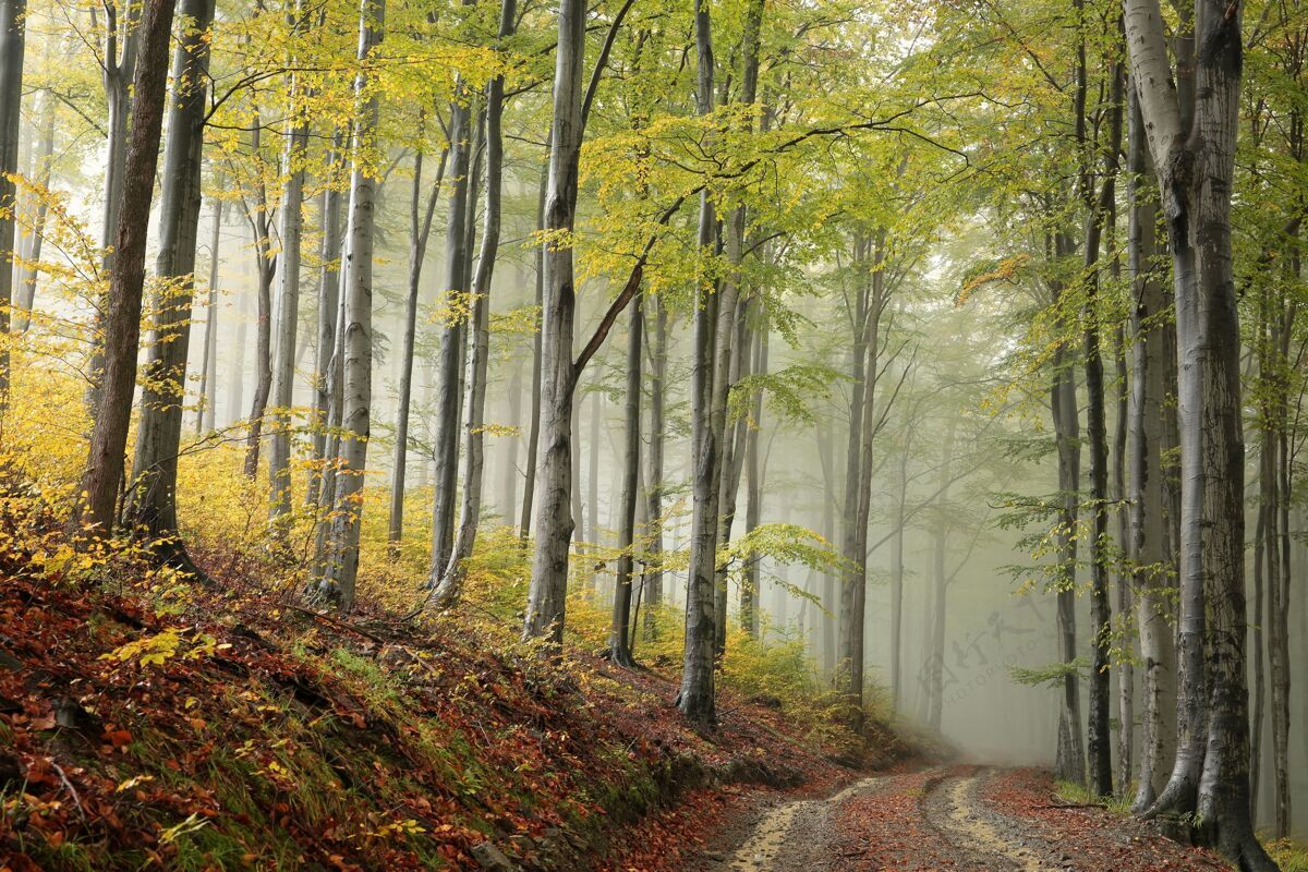 神秘在雾蒙蒙的秋天 穿过山毛榉林的小路雾步道胡同