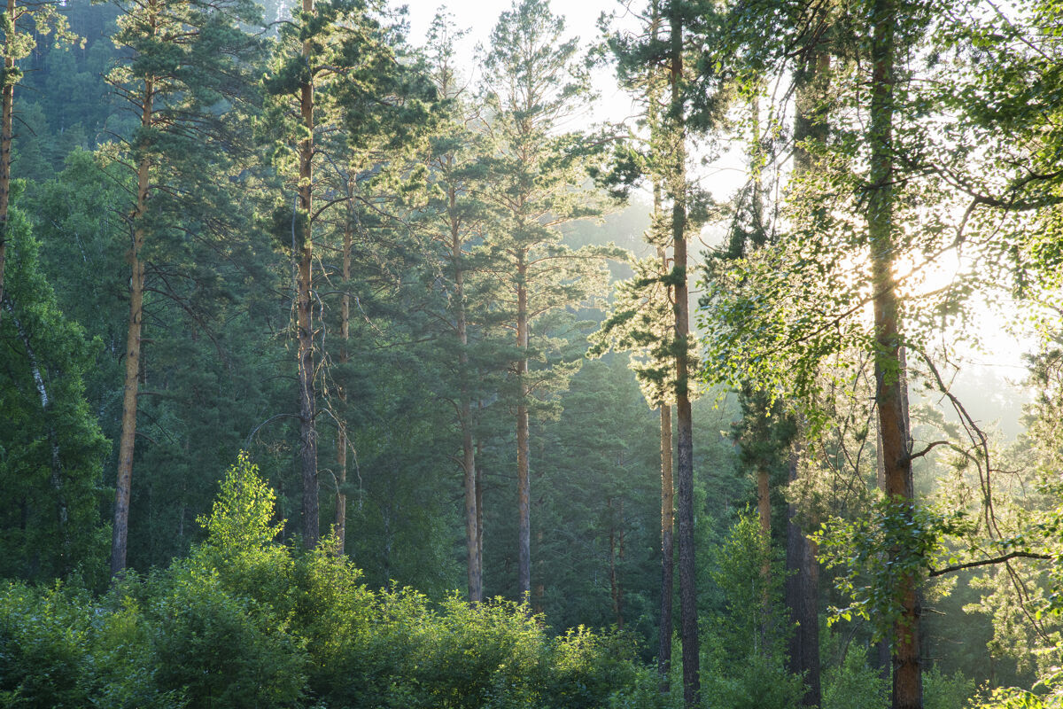 雾晨光中的森林环境阿尔泰季节