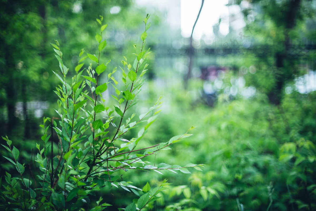 生动波基上鲜艳的树叶背景.rich阳光下的绿色植物与复印空间焦点绿叶自然