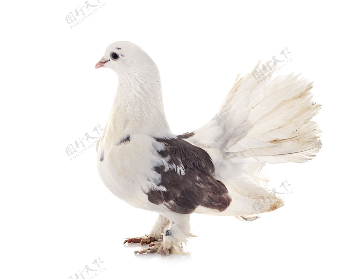 动物白色背景前的英文扇尾羽毛鸽子白色背景
