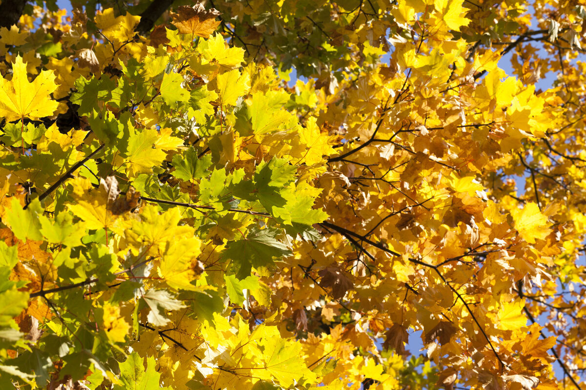 特写黄色 绿色和黄色的枫叶在秋天的树枝上 植物和树木的细节变化秋天秋天