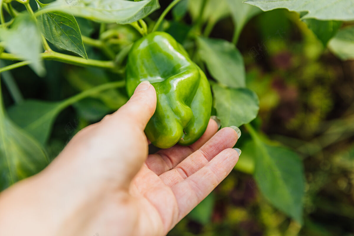 生长女农工在花园里亲手收割新鲜成熟的绿色有机甜椒辣椒转基因农业