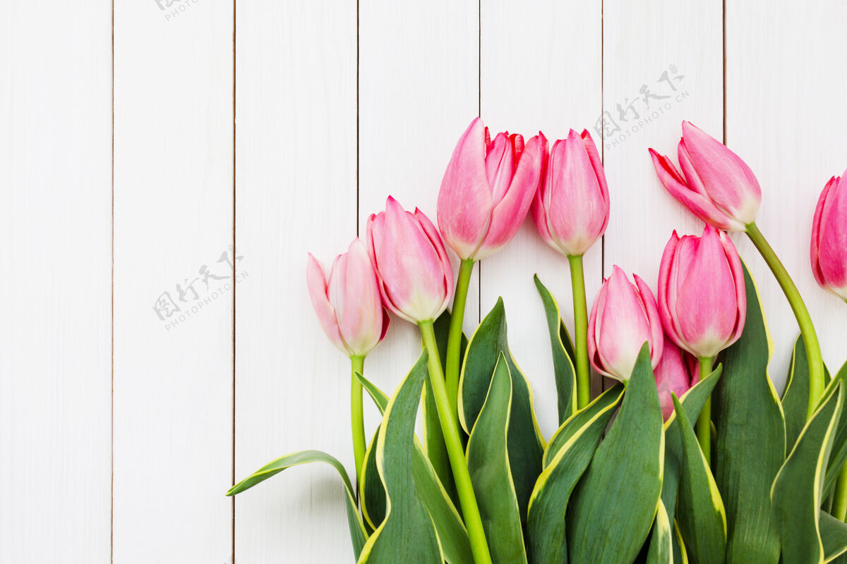 花卉粉红色的新鲜郁金香花在白色的木头上墙.顶查看 复制空间新鲜开花郁金香