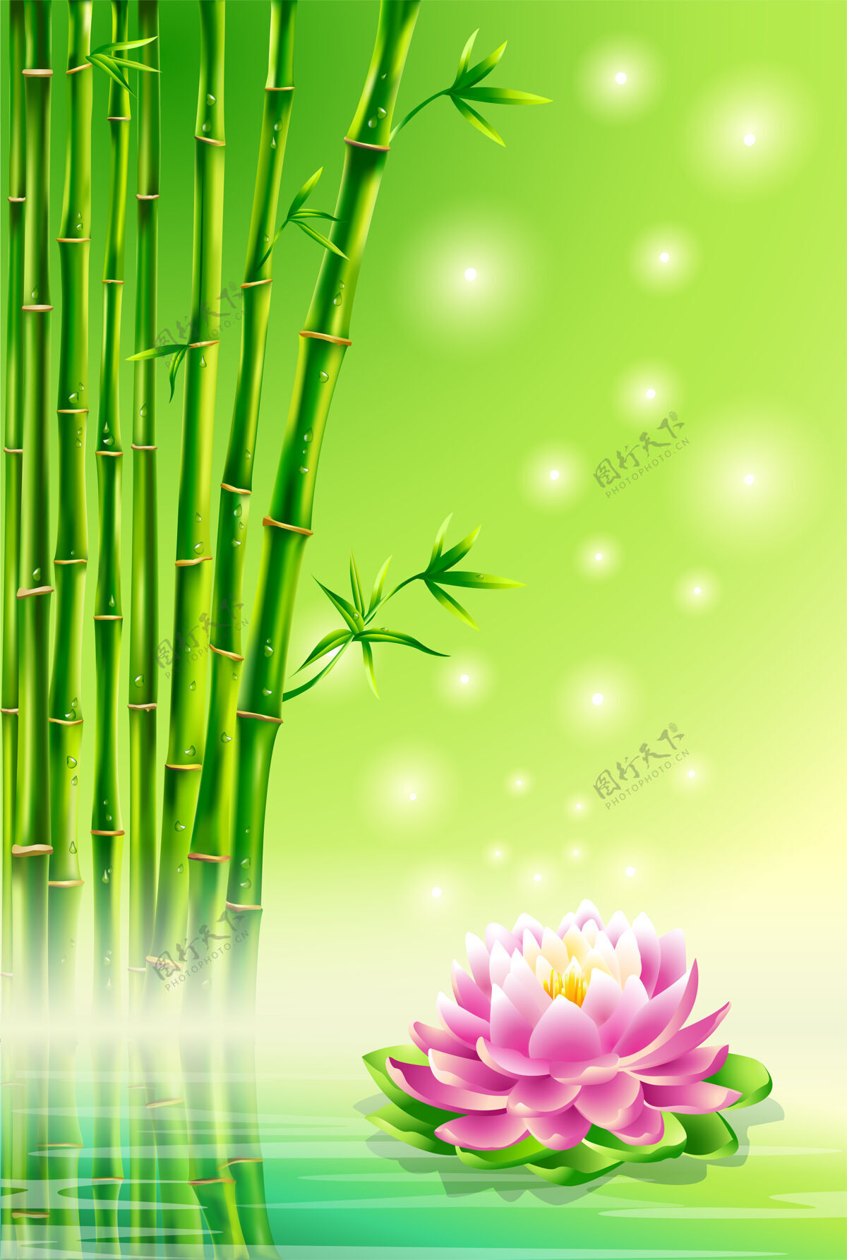 竹子绿色的背景 竹子和莲花植物森林环境