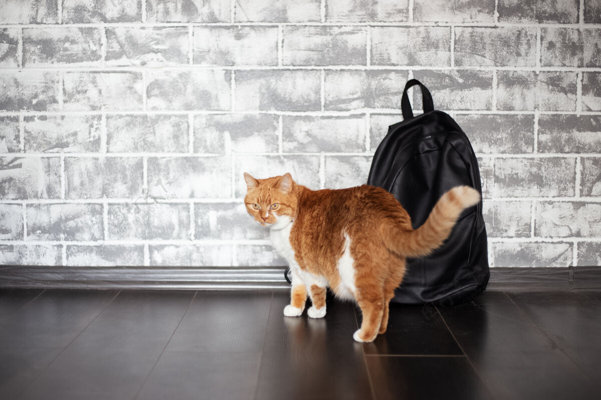 肖像红白猫靠近灰砖墙上的黑色背包国内条纹偷看