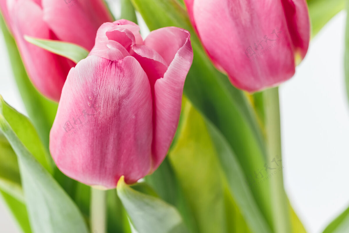 选择性聚焦一束美丽的粉红色郁金香映衬着模糊的绿色茎和叶子叶子精致春天的花朵作为礼物送给假日选择性集中叶自然花瓣