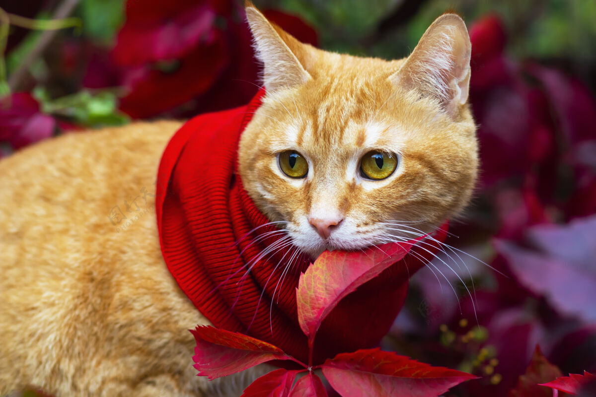 围巾肖像 特写一只戴着围巾的姜猫 在阳光下以红叶为背景秋天户外 外面秋天户外森林