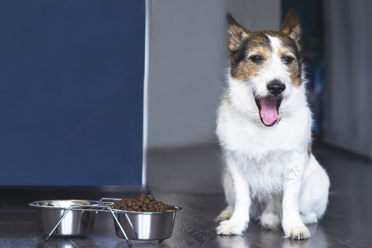 健康狗坐在一碗食物旁边尖叫 在家里靠近一碗干粮饮食碗狗