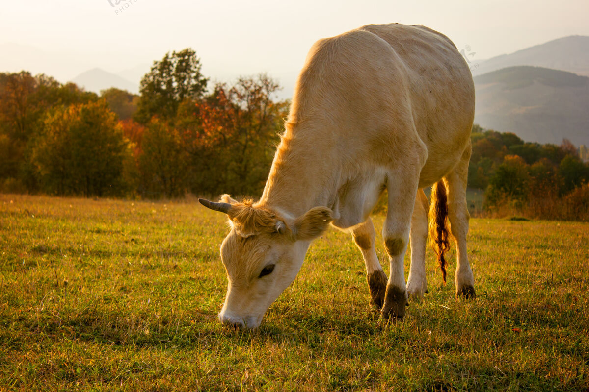 牛肉牛在山上吃草田野天空风景