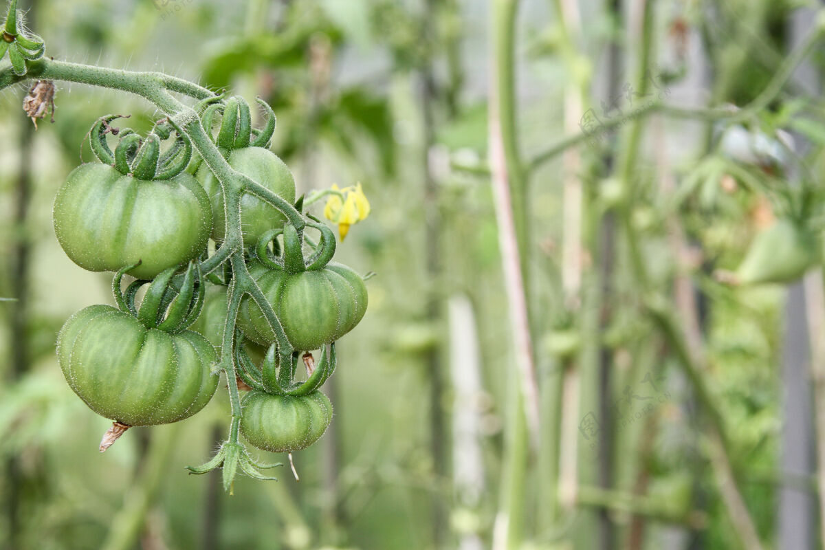 幼树生绿蔬菜西红柿在树枝上成熟温室栽培菜园里的有机蔬菜自然农业健康