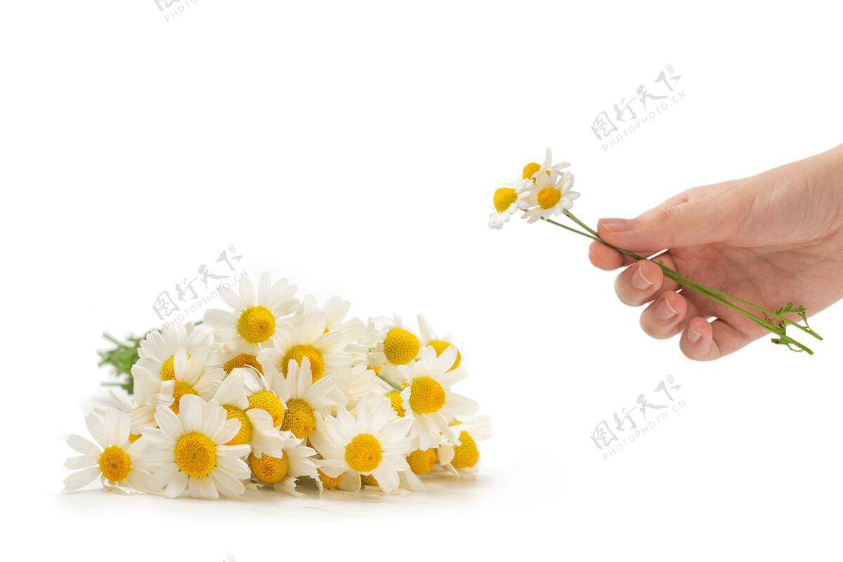 花瓣白色背景上的一束雏菊花雏菊花束花束