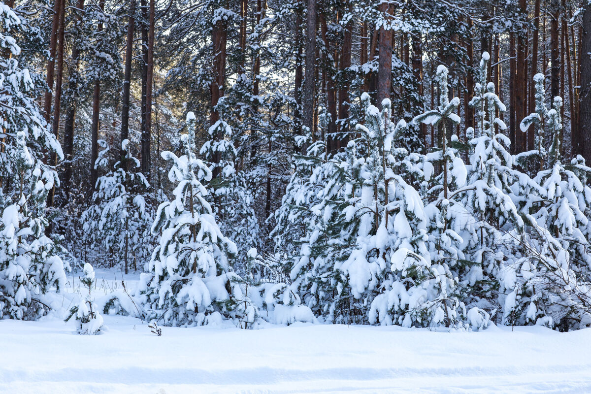 冰冻云杉和松树在冬天的雪林里霜冻寒冷森林