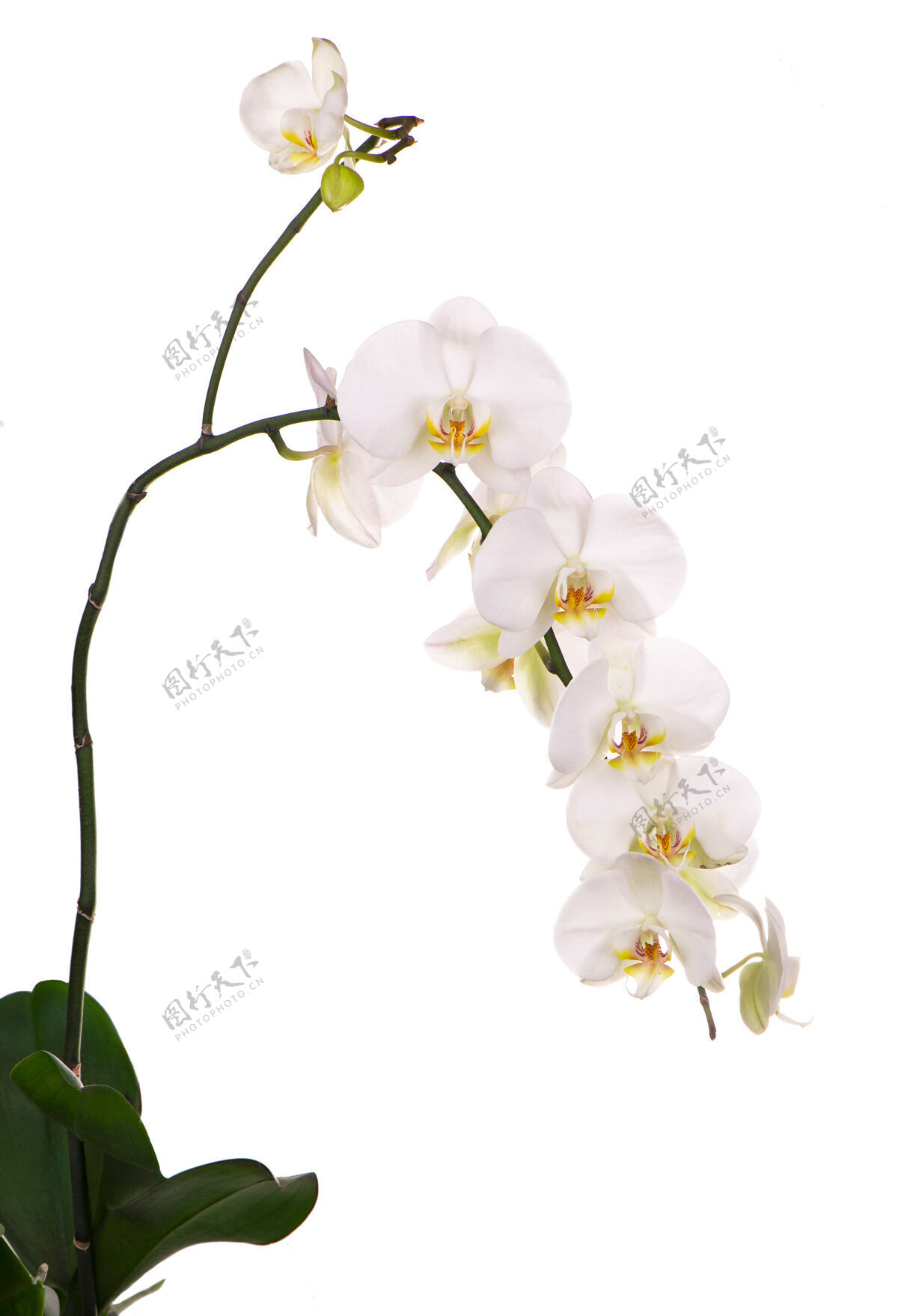树枝白色背景上开着美丽的热带兰花的树枝美丽细节香气