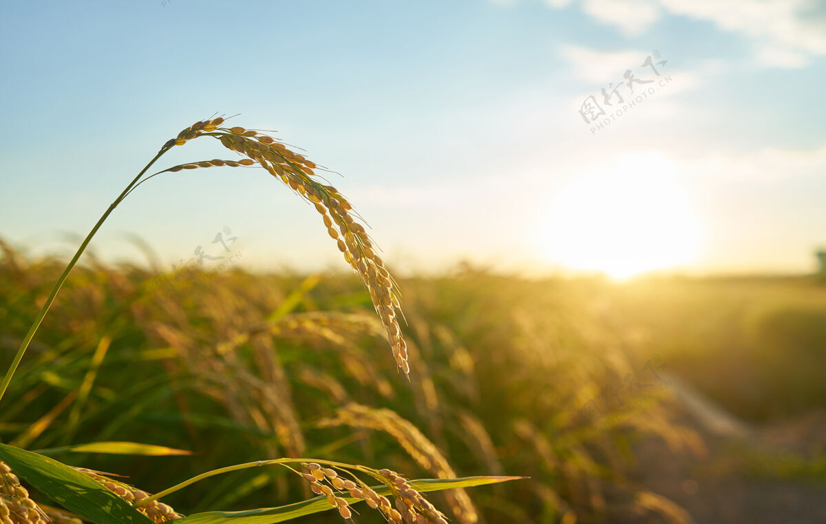 乡村巴伦西亚日落时种植水稻的细节 种植园在外福克斯赖斯植物种子中的谷物种植园田野农场