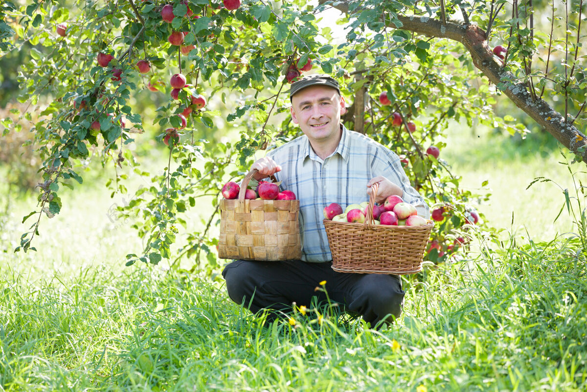 人园子里有一个种着红苹果的人成熟苹果人