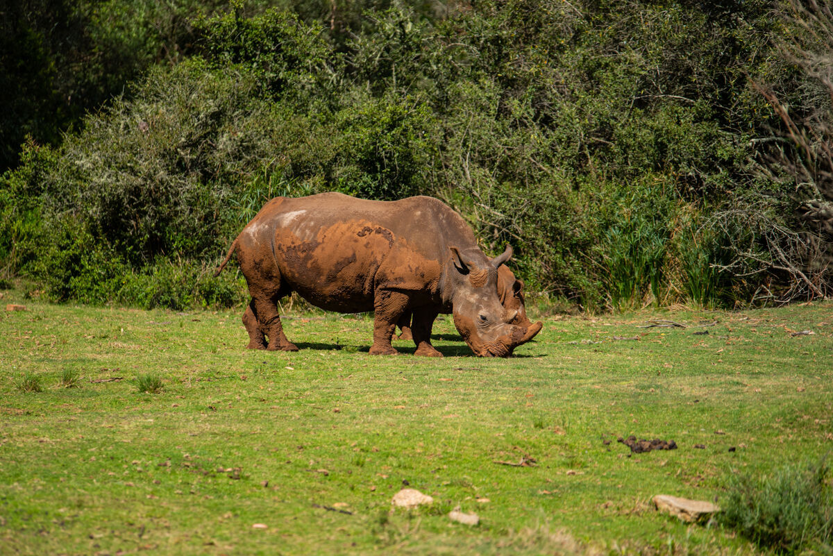 狩猎白天绿草上的犀牛的迷人镜头野生生物权力