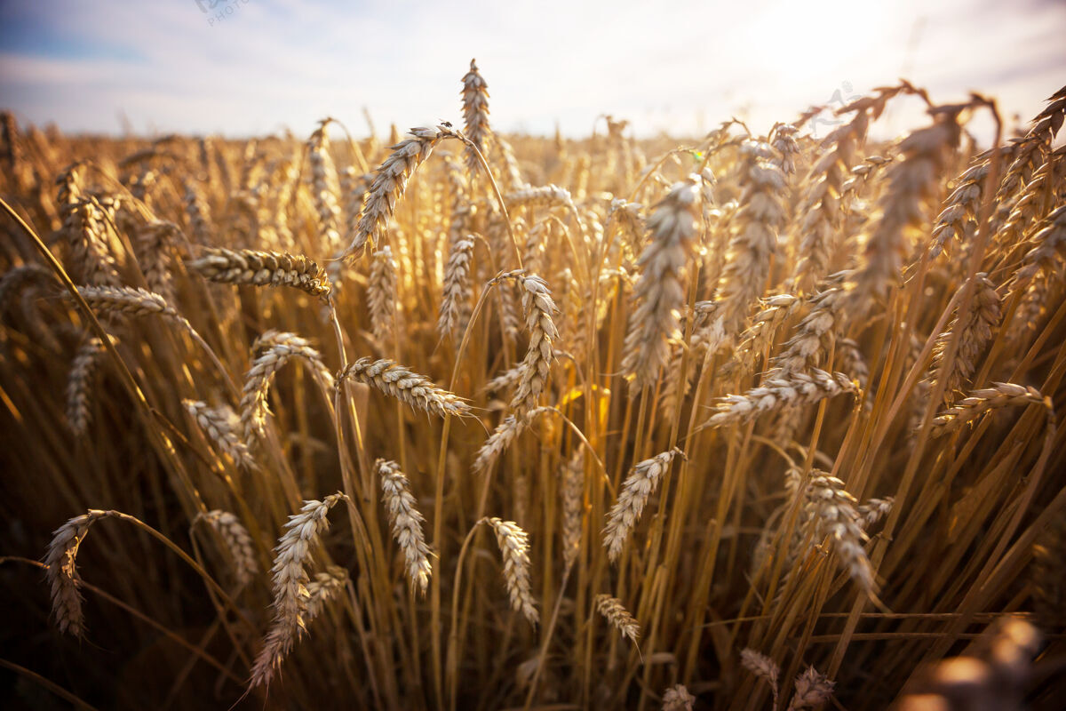 农业麦田 近距离拍摄成熟的麦穗自然生长春天牧场谷物