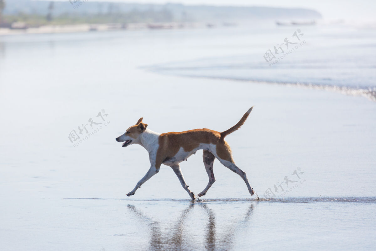 可爱海滩上的狗狗纯种动物