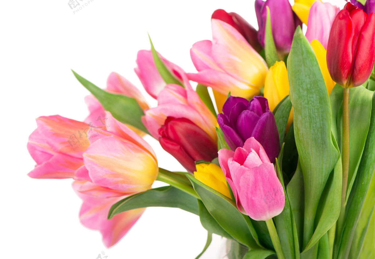 花许多美丽的五颜六色的郁金香与叶子在一个玻璃花瓶上隔离透明background.horizontal与任何节日设计的新鲜春花的照片田园诗爱花