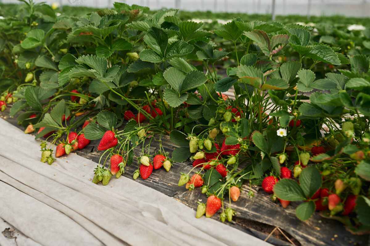 美味新鲜的有机草莓在大温室里成熟水果栽培有机