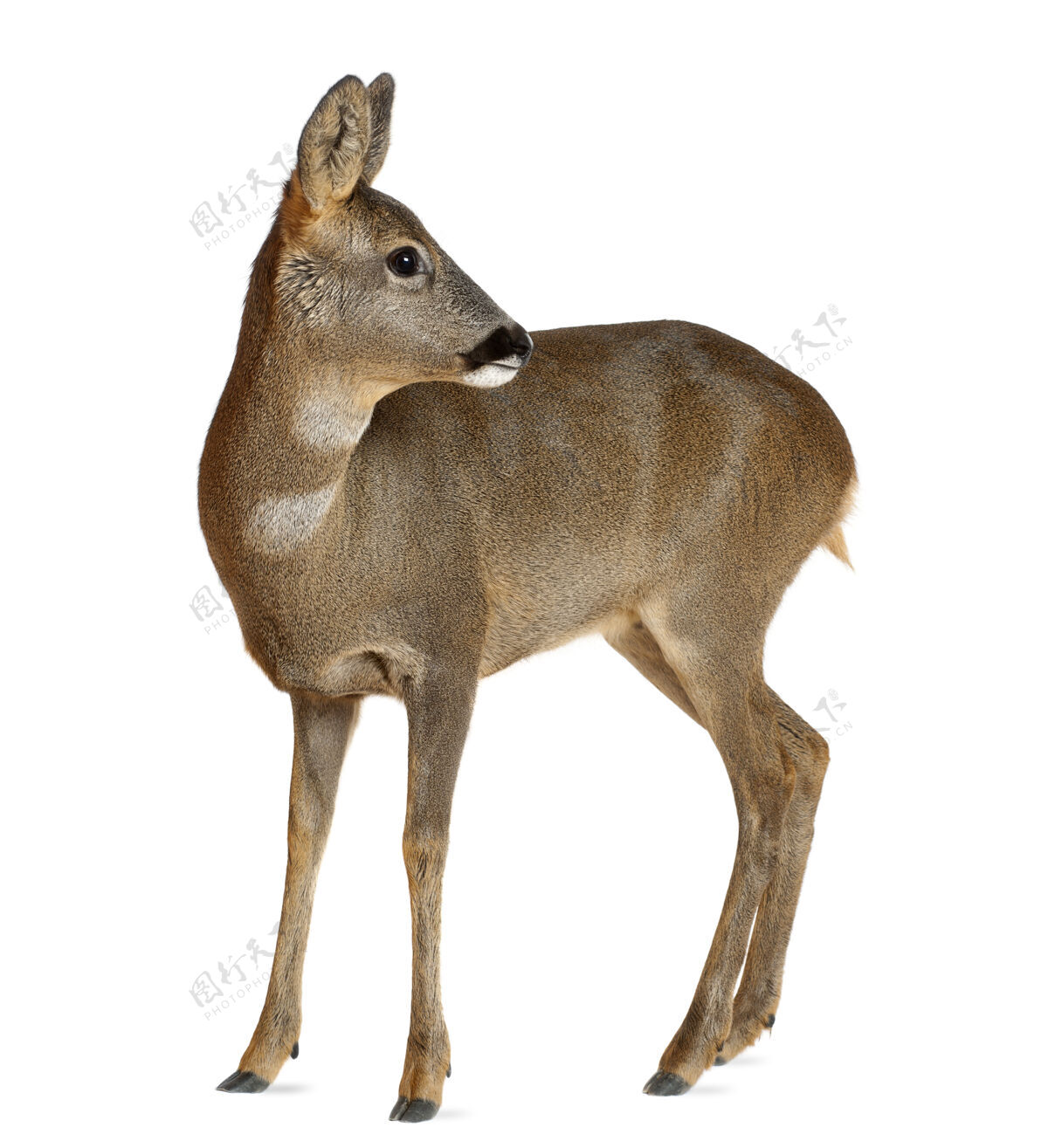 哺乳动物欧洲狍子 被隔离了侧视图鹿动物