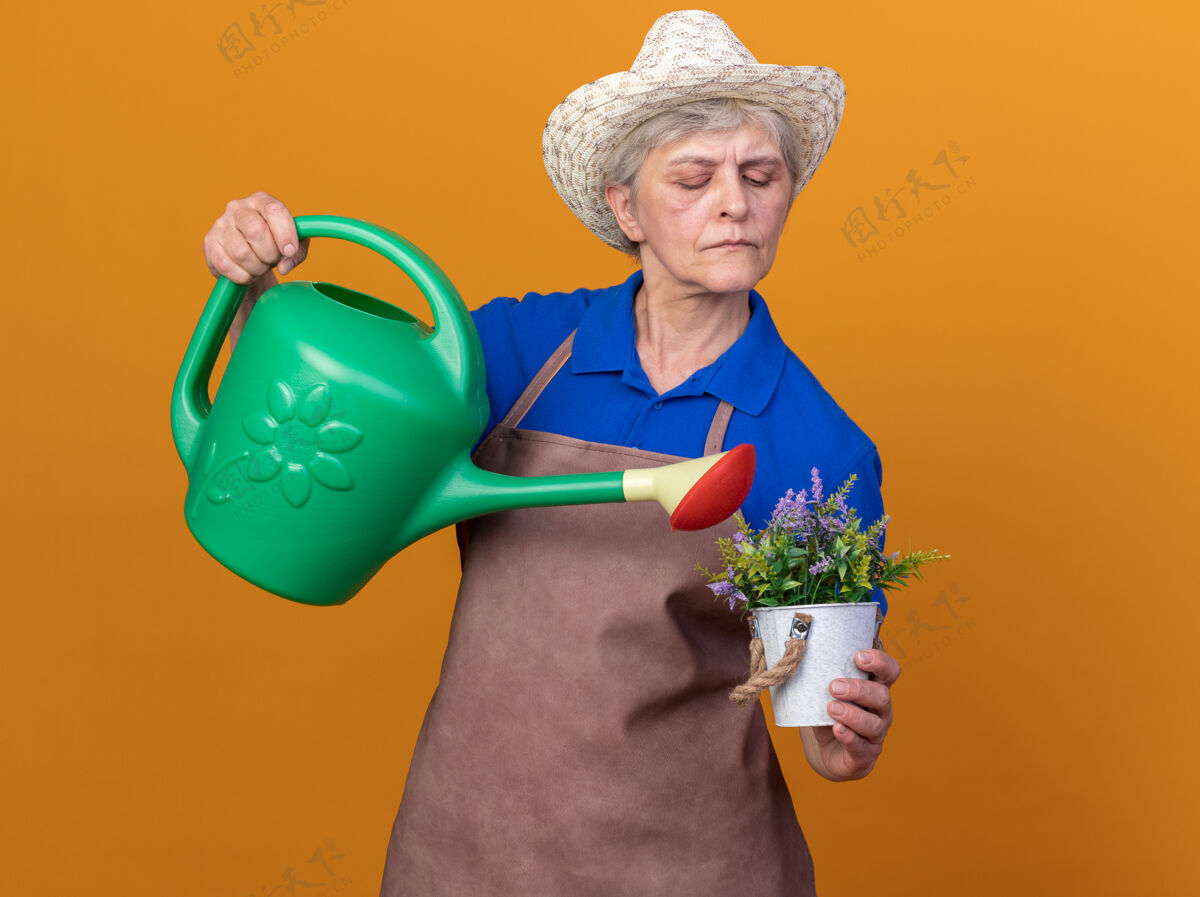 浇水自信的上了年纪的女园丁戴着园艺帽在花盆里用水壶浇花老人花盆女