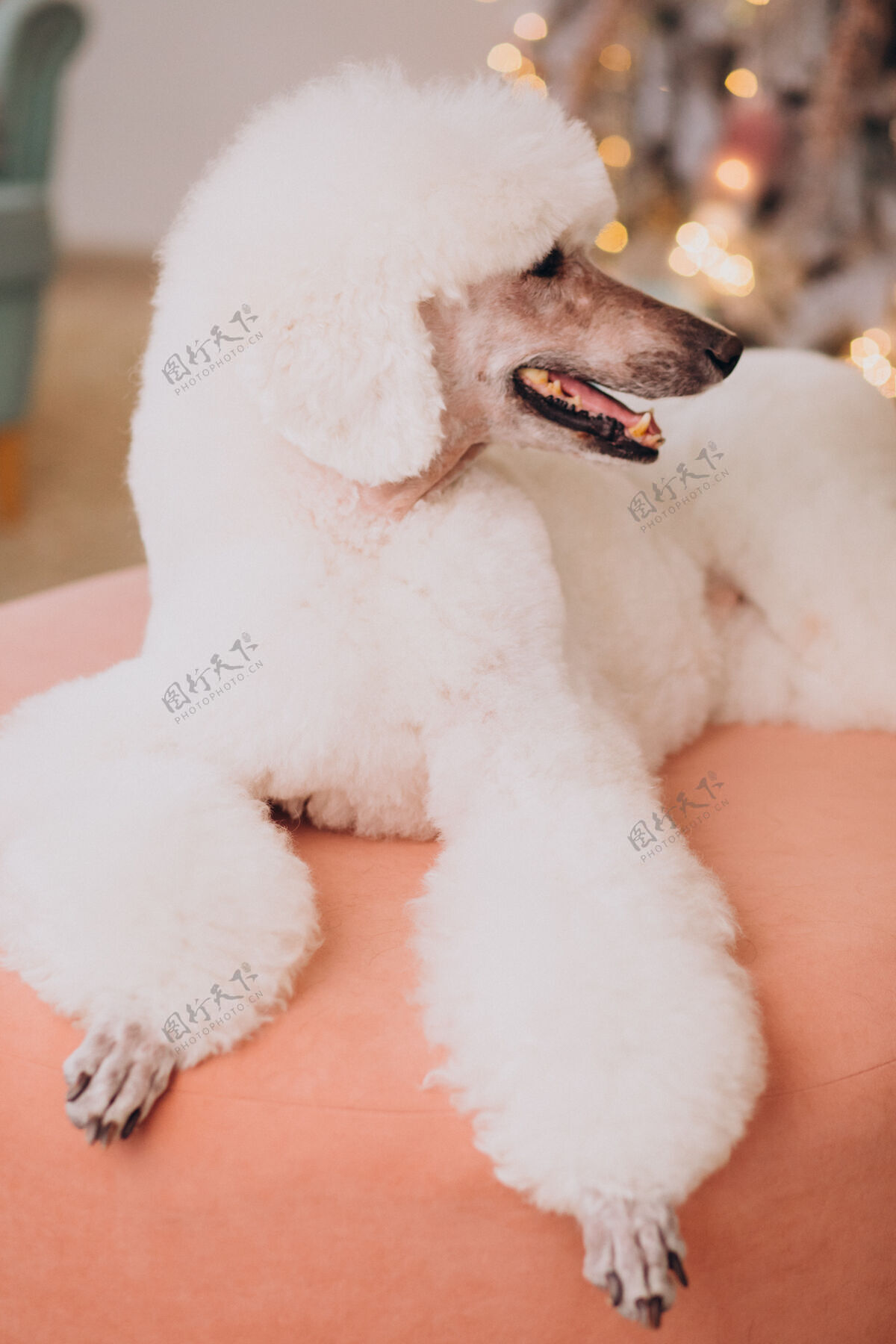 狗坐在圣诞树旁的白色卷毛狗品种美丽的动物自然