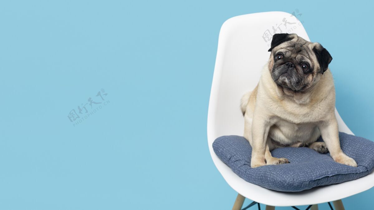复制空间可爱的小狗在白色的椅子上动物狗哺乳动物