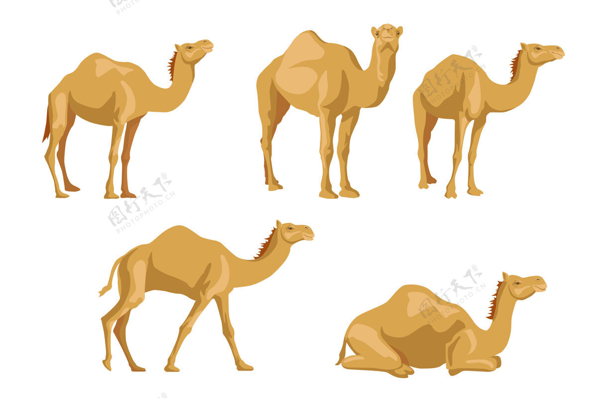 野生骆驼侧面插图集迪拜埃及卡通