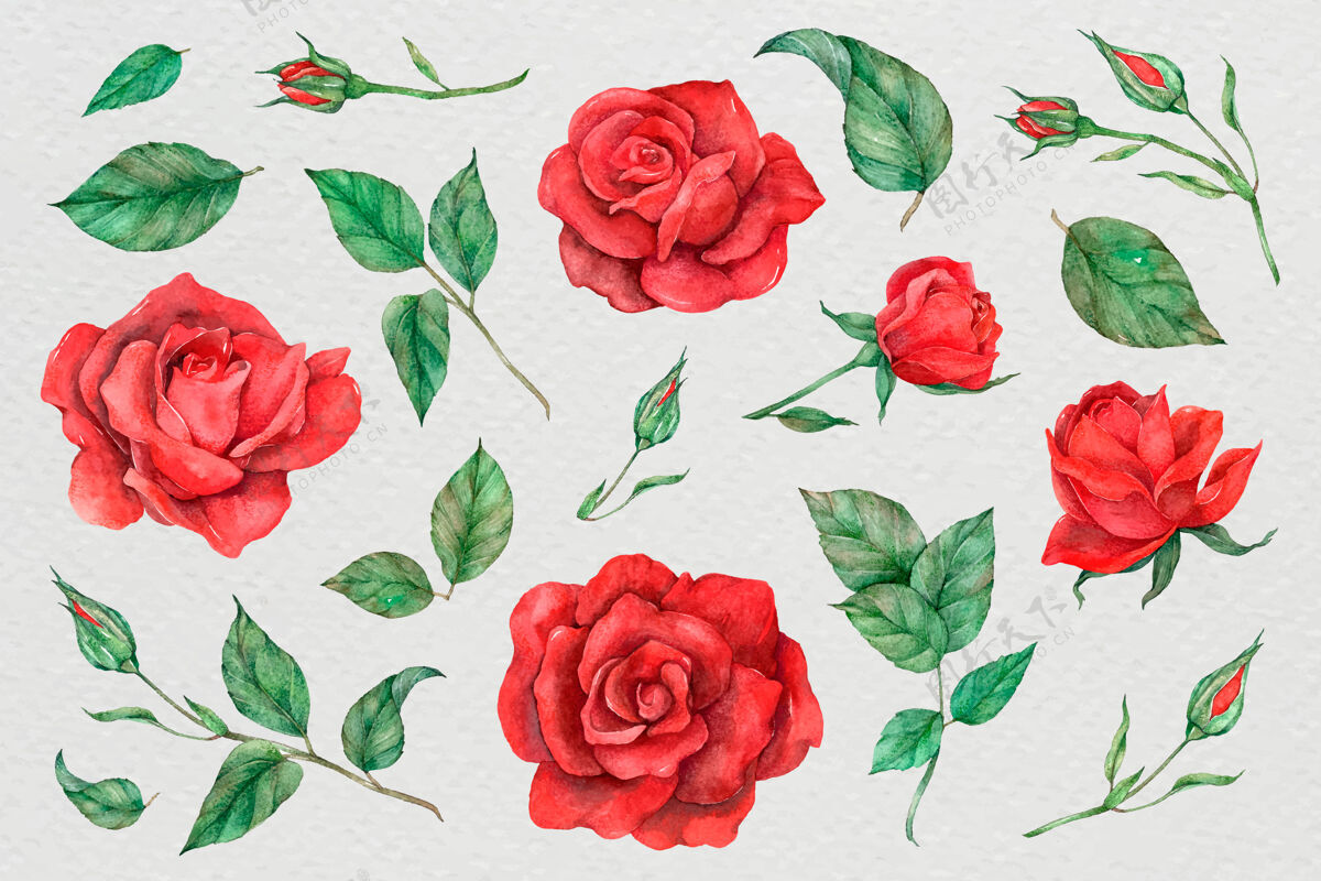 植物玫瑰和树叶的插图绘画玫瑰花水彩