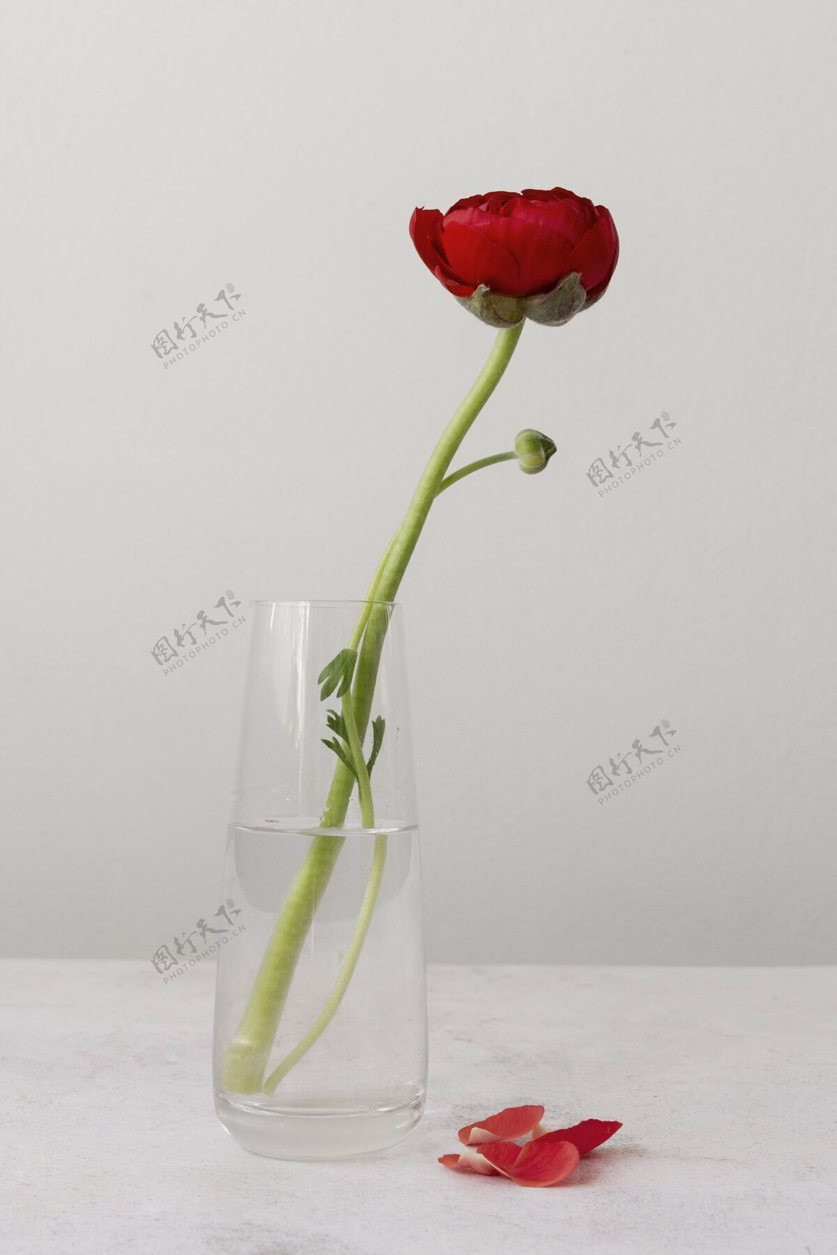 构图花瓶内花的静物布置生长开花排列