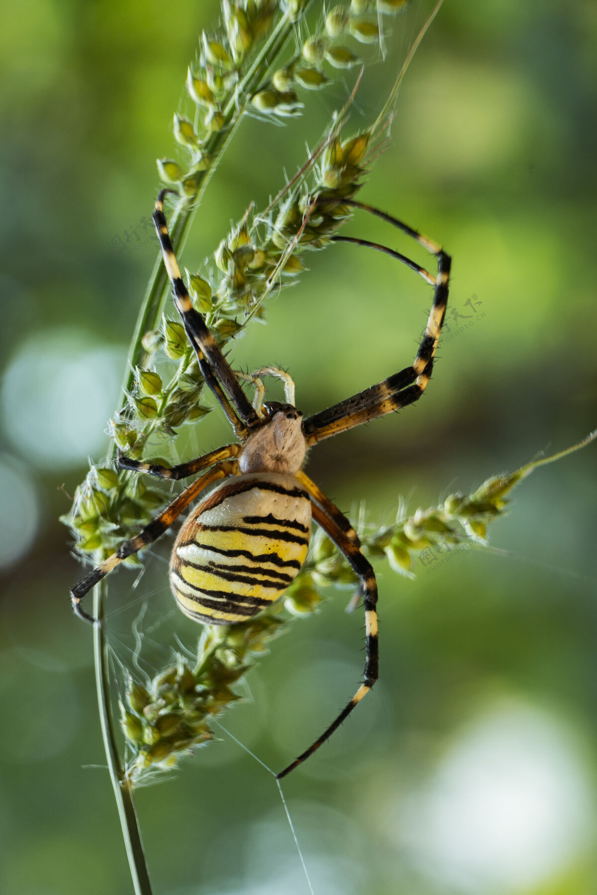 草地阳光下 一只黄色的花园蜘蛛在地里的树枝上的垂直镜头小草昆虫